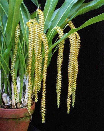 Hoa Lan đột biến móng rùa vv
