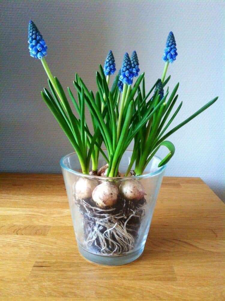 Củ giống hoa muscari. shop có 2 màu trắng, tím