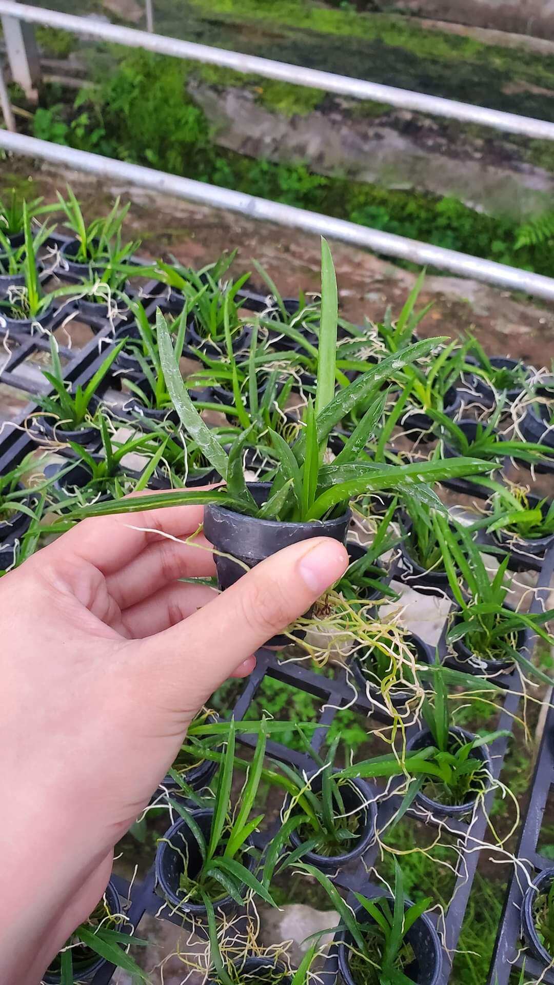 Hoa lan Vũ nữ bút chì giống đủ màu lựa được