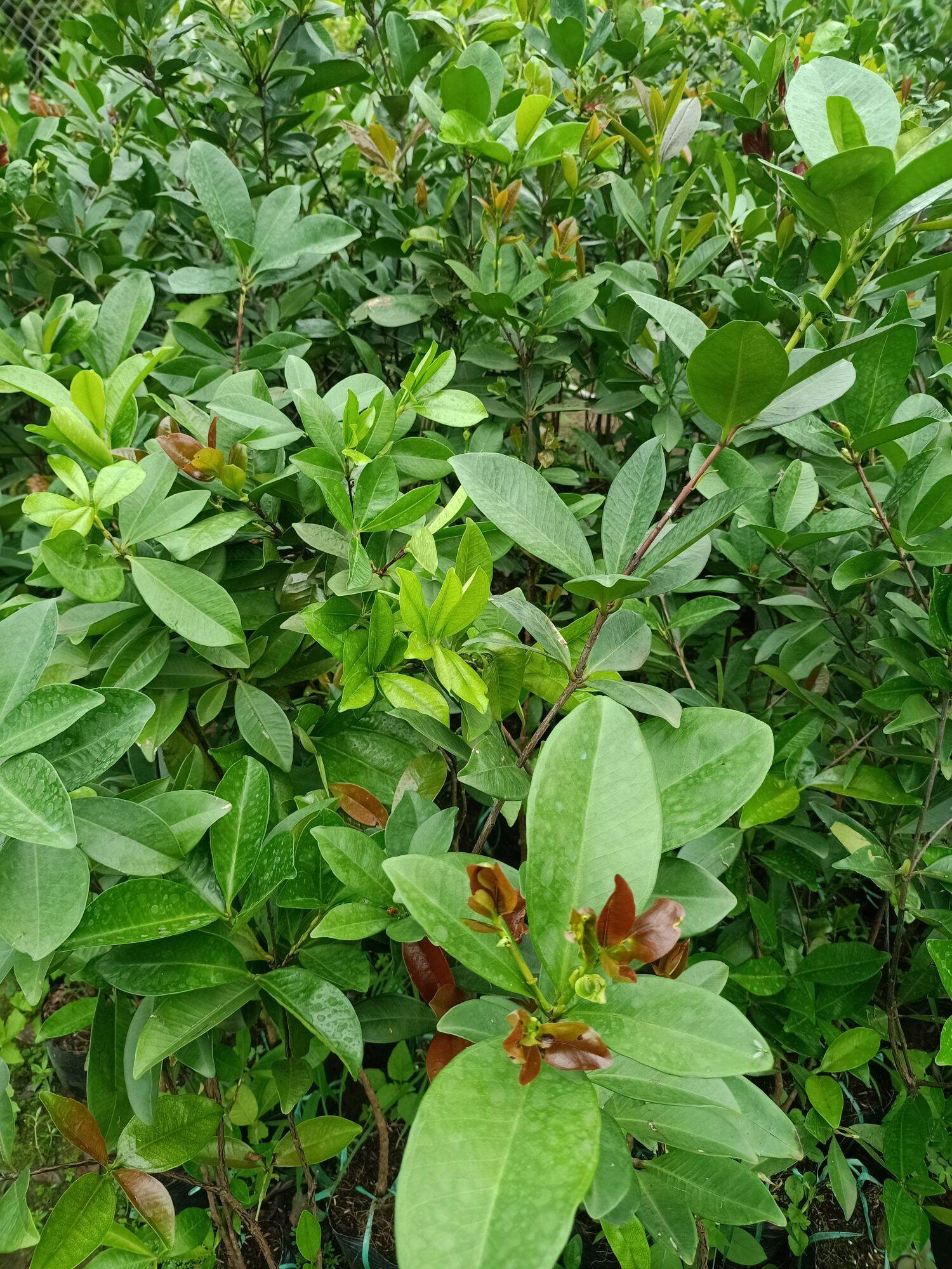 cây cherry Brazil chịu nhiệt