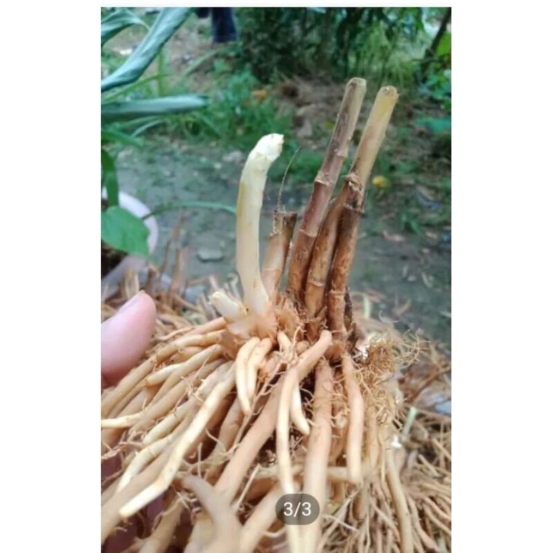 Combo 5 gốc măng tây size nhỏ trồng thử