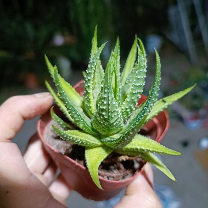 Sale 55%- Sen Đá Haworthia món.g rồng var