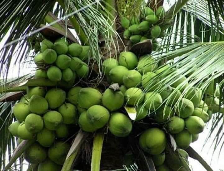 CÂY GIỐNG DỪA LÙN SIÊU TRÁI
