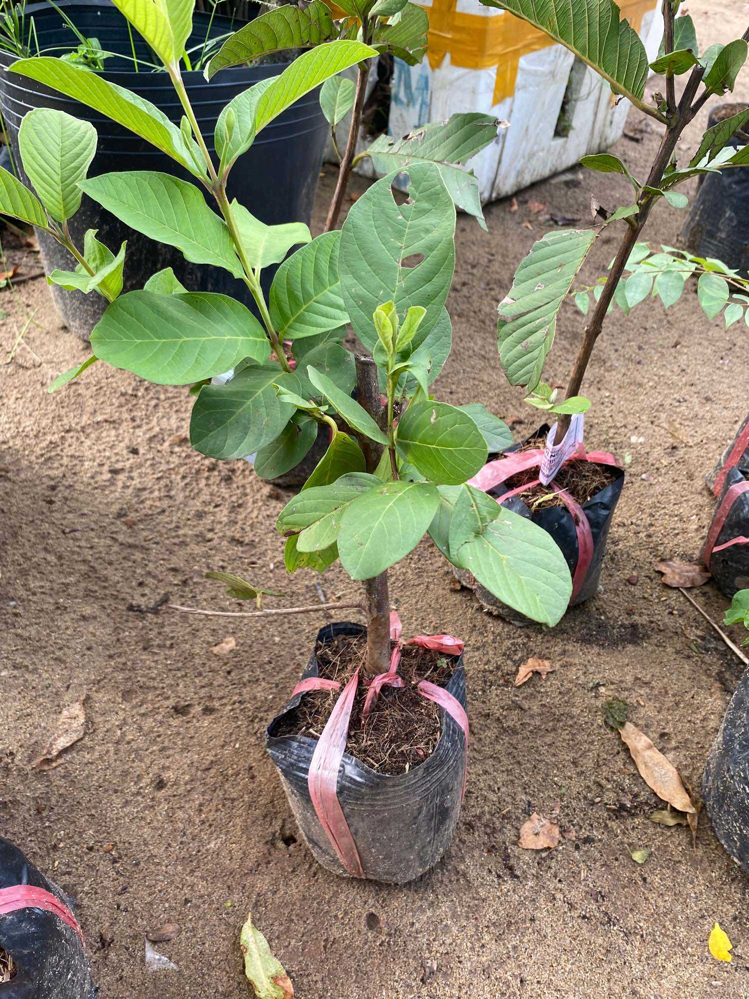 Combo 3 Cây Ổi ( Nữ hoàng , Đài Loan , RuBy )