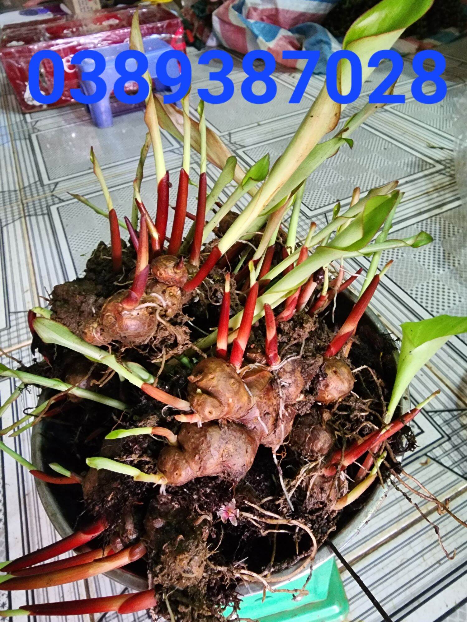 Củ giống ngải đen thân đỏ lá xanh,100g