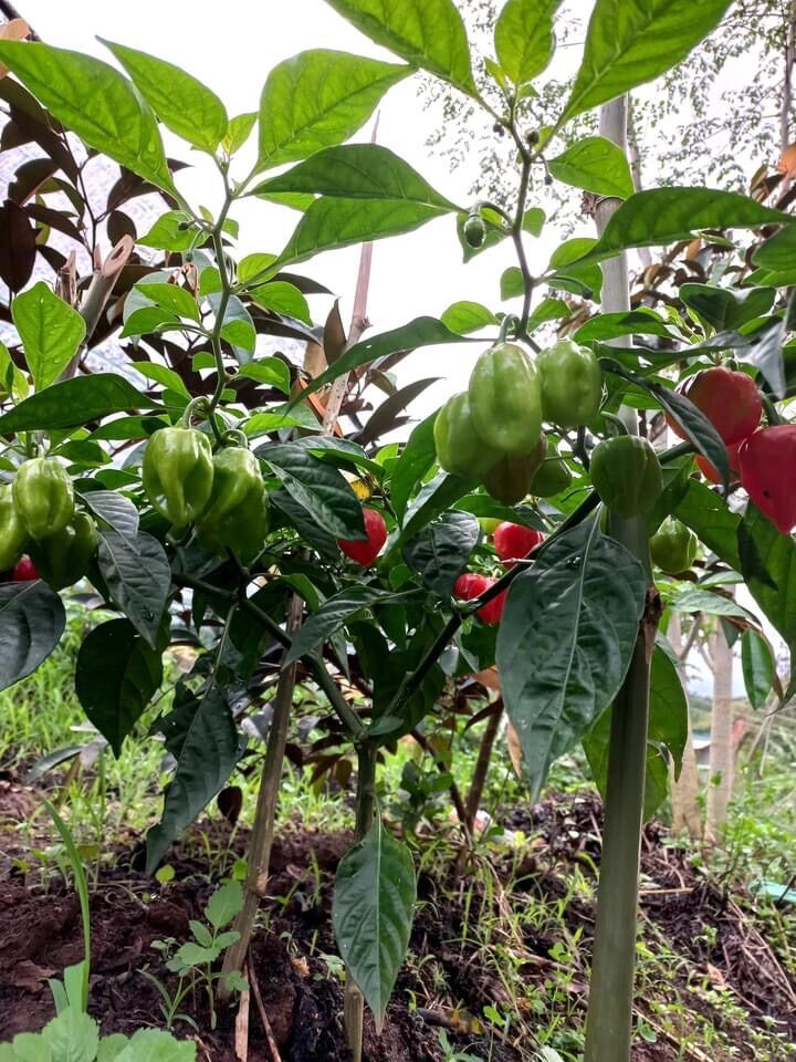 Cây giống ớt hanabero có quả bói đỏ hoặc vàng cam cay thứ 19 thế giới