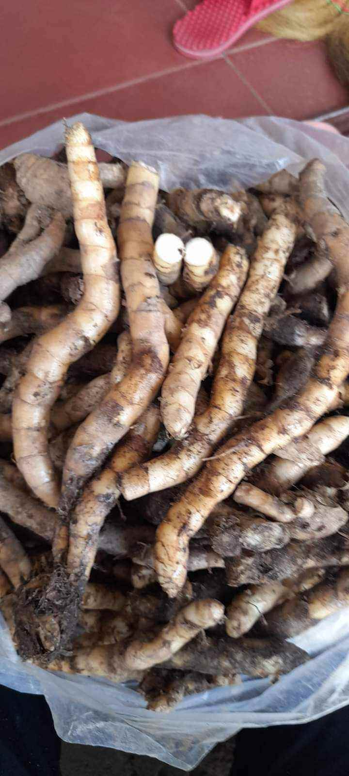 Ngải Chống Độc 100g mọc núi tự nhiên