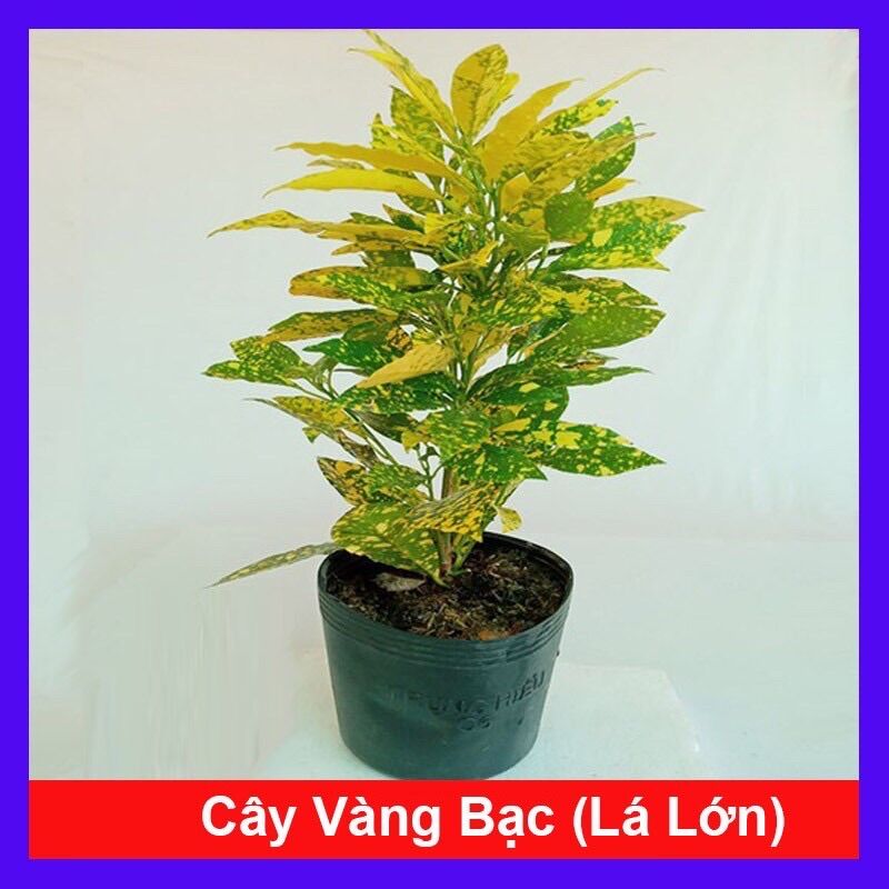 Cây cô tòng/ cây vàng bạc lá lớn