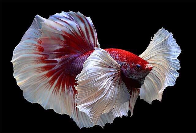 200 Gram Thức Ăn Cá Kiểng 7 Màu, Cá Vàng, Betta, Guppy, Dumbo