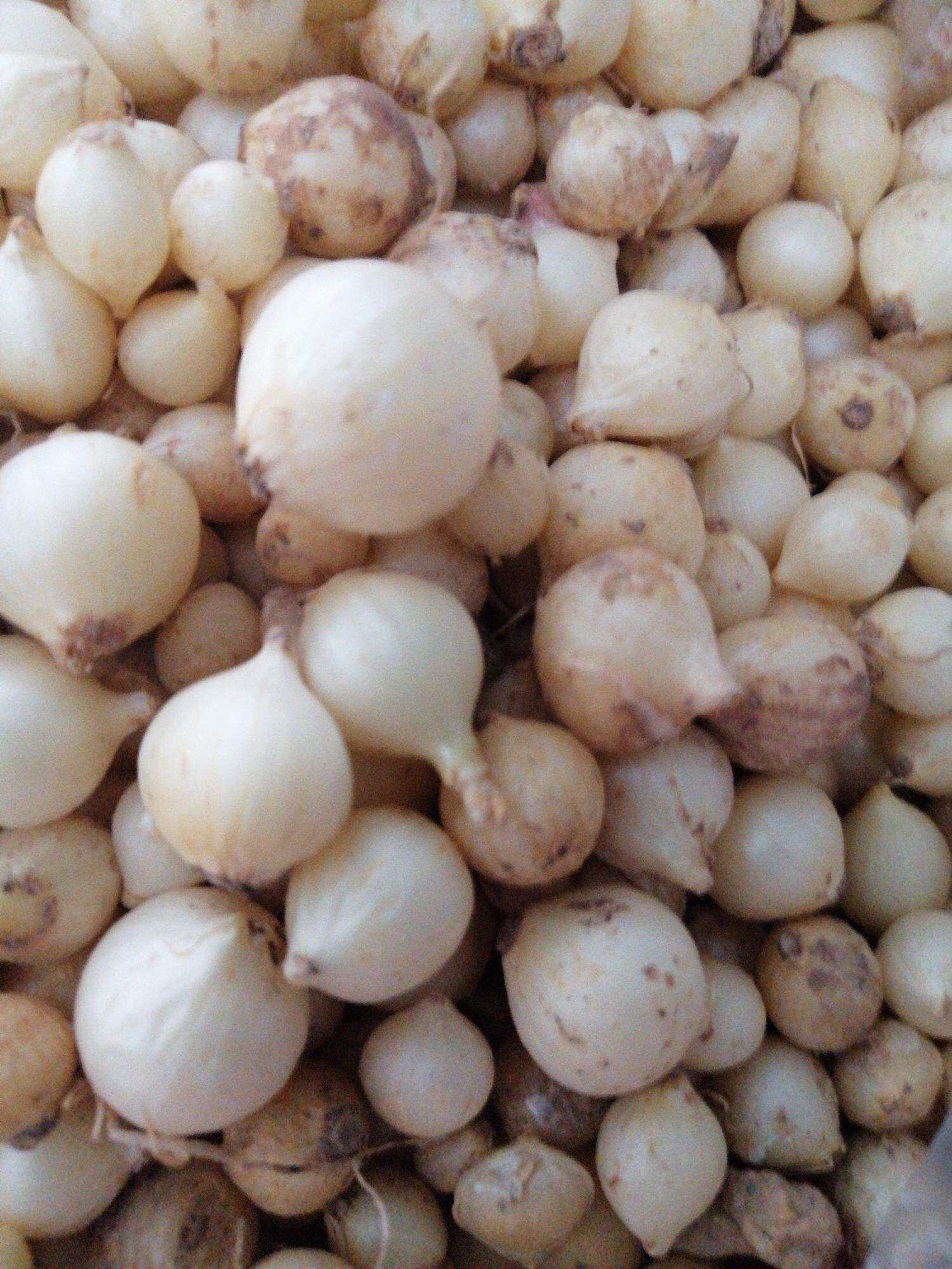 1kg Hành tăm củ to loại 1 ( củ nén, củ nén  hình trắng) đặc sản