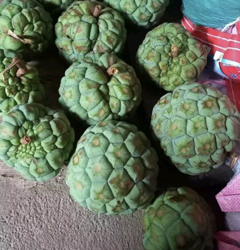 1kg na rừng tươi tây bắc