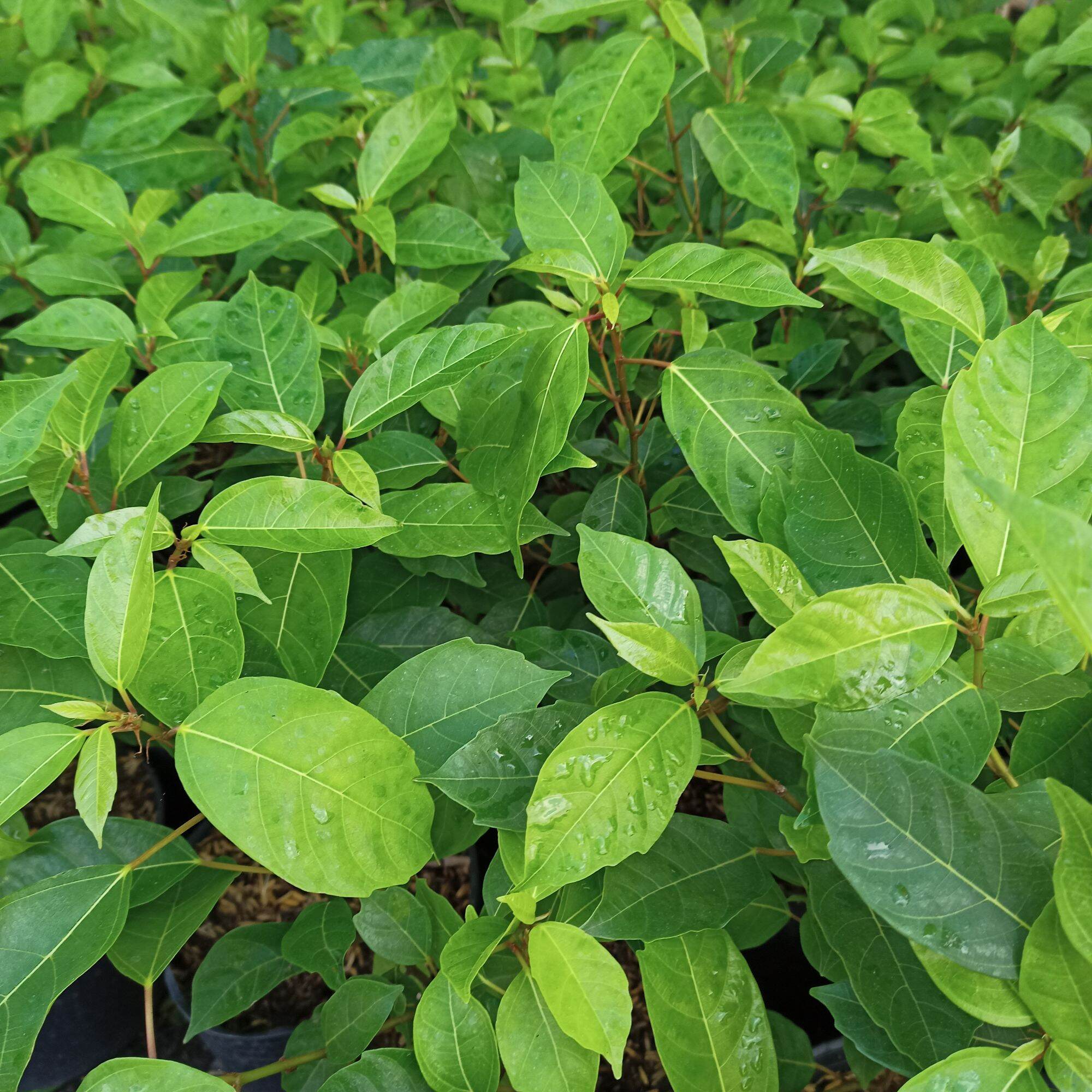 Cây sung nếp ăn trái, cây đang trái
