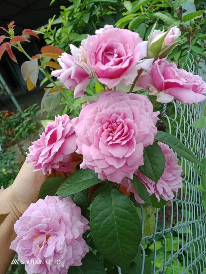 [HCM]Hoa hồng ngoại Blue Sky Rose ( hồng leo)