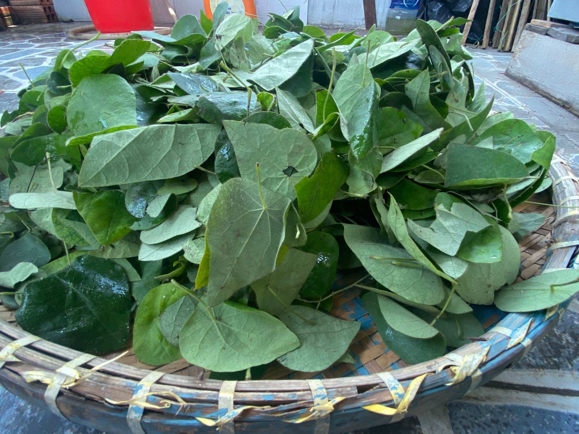 Cây sương sâm lông