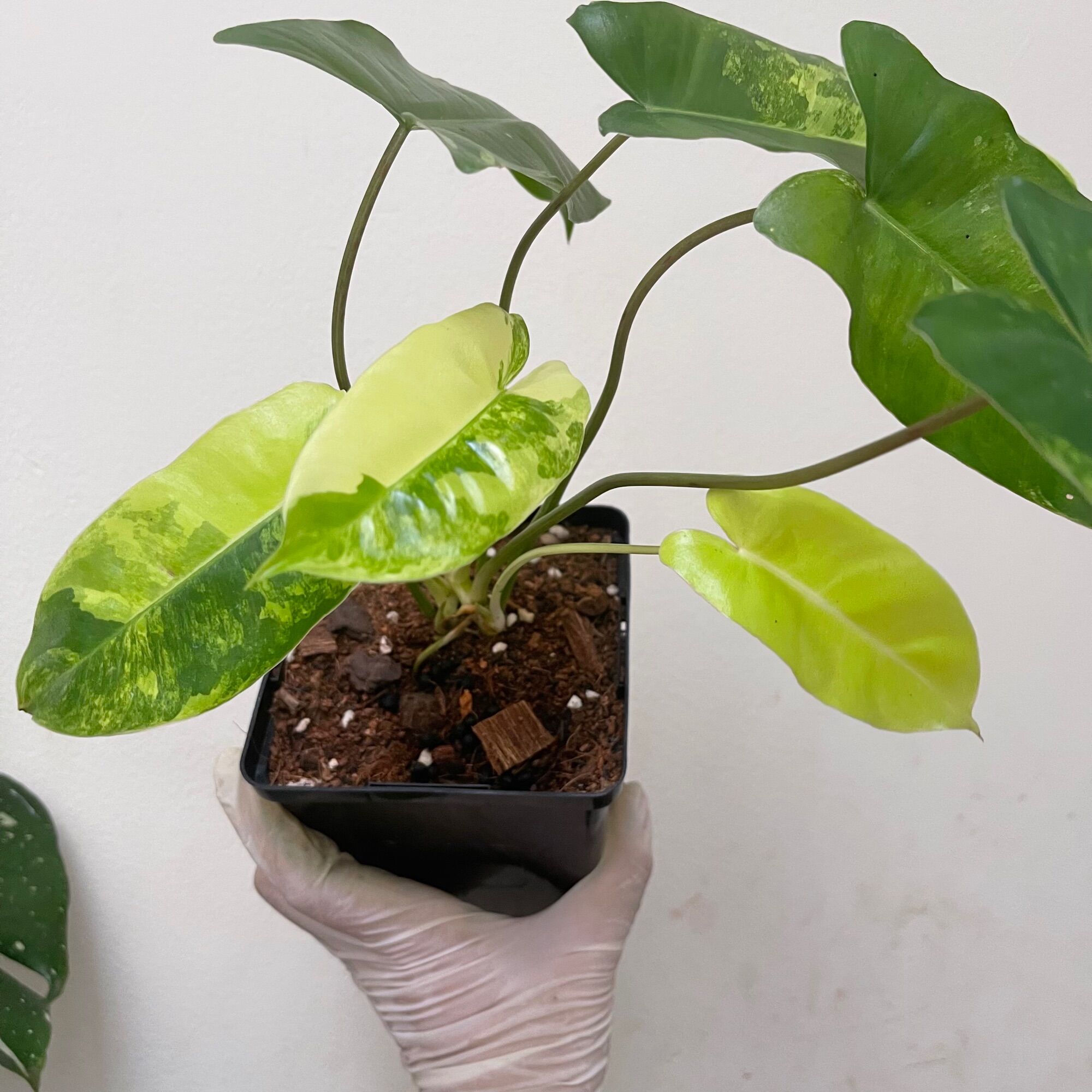 cây trầu bà philodendron Blurle Marx Var
