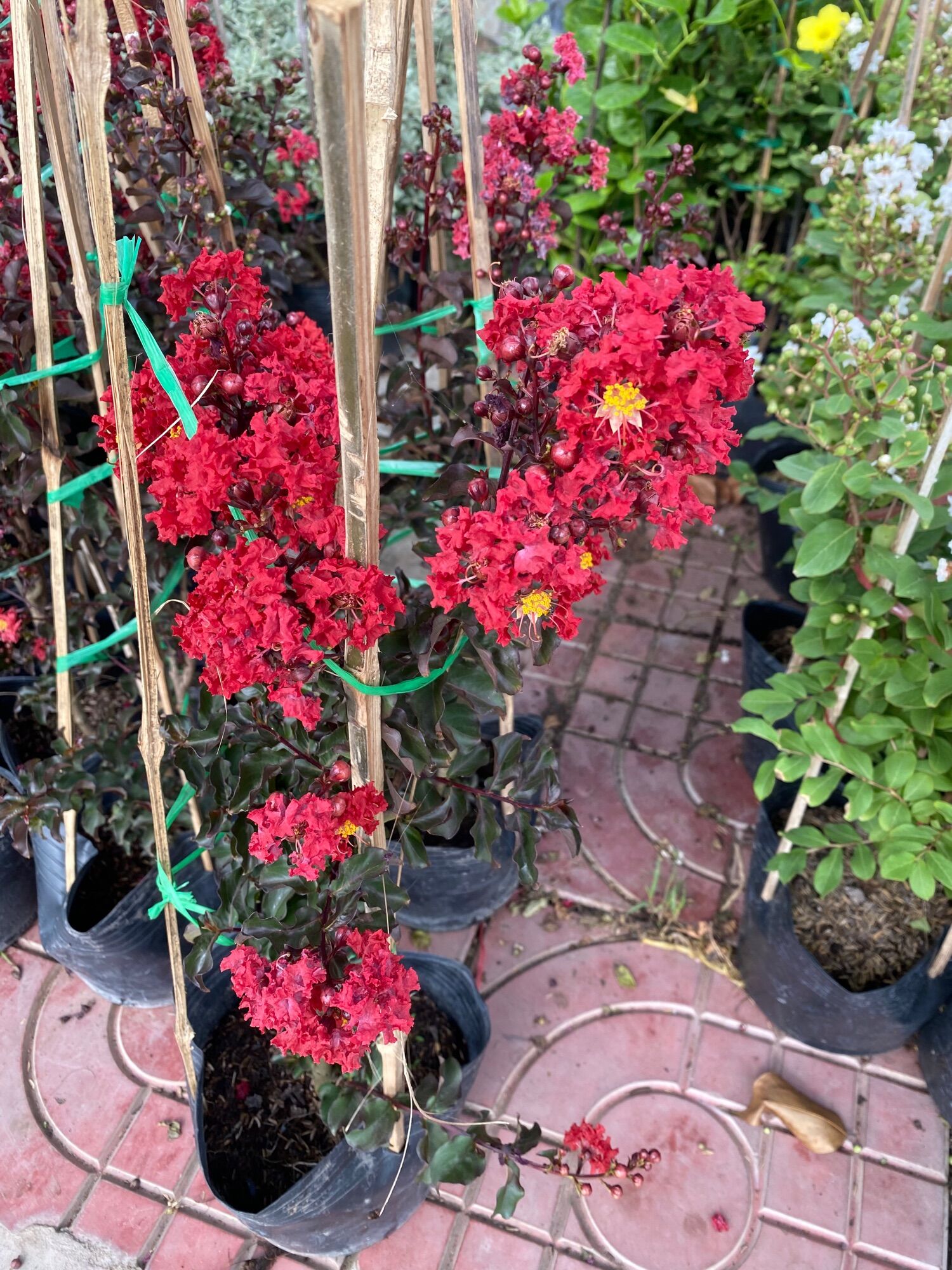 Cây Tường Vi Huyết Long + Bạch long