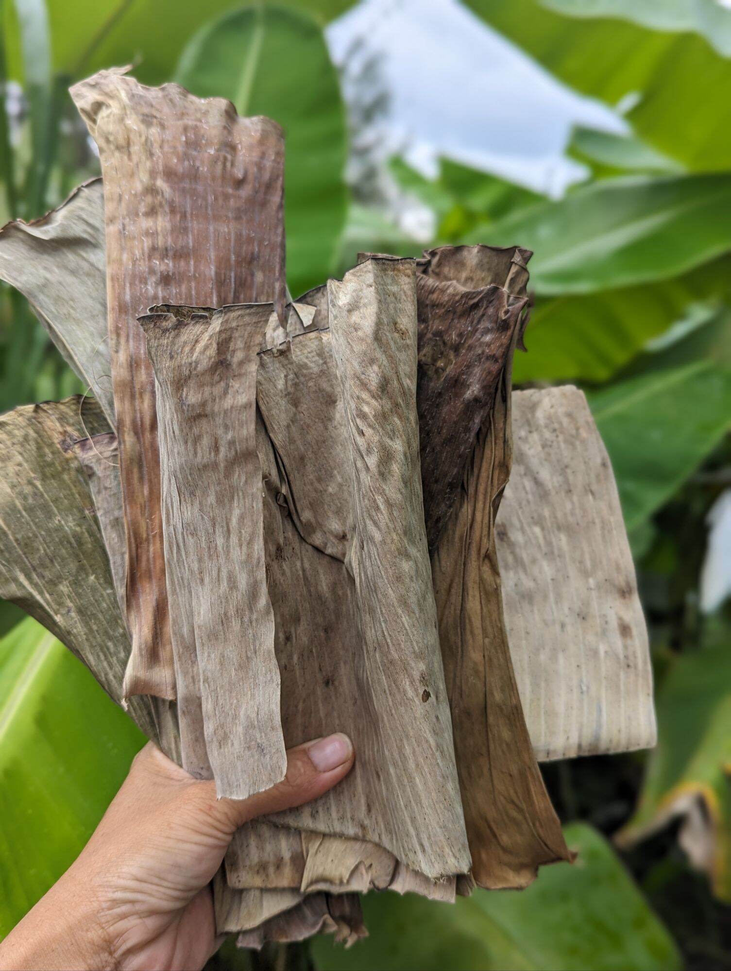 1kg Lá chuối Vụn-khô(dùng lót ổ gà, làm nấm, đấp gốc cây)