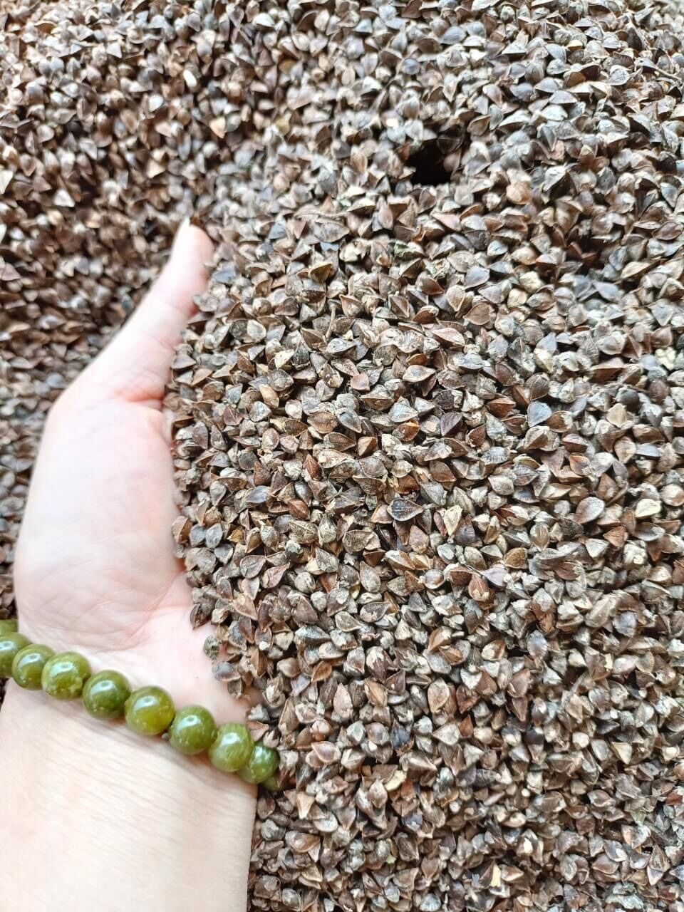 Hạt giống hoa tam giác mạch