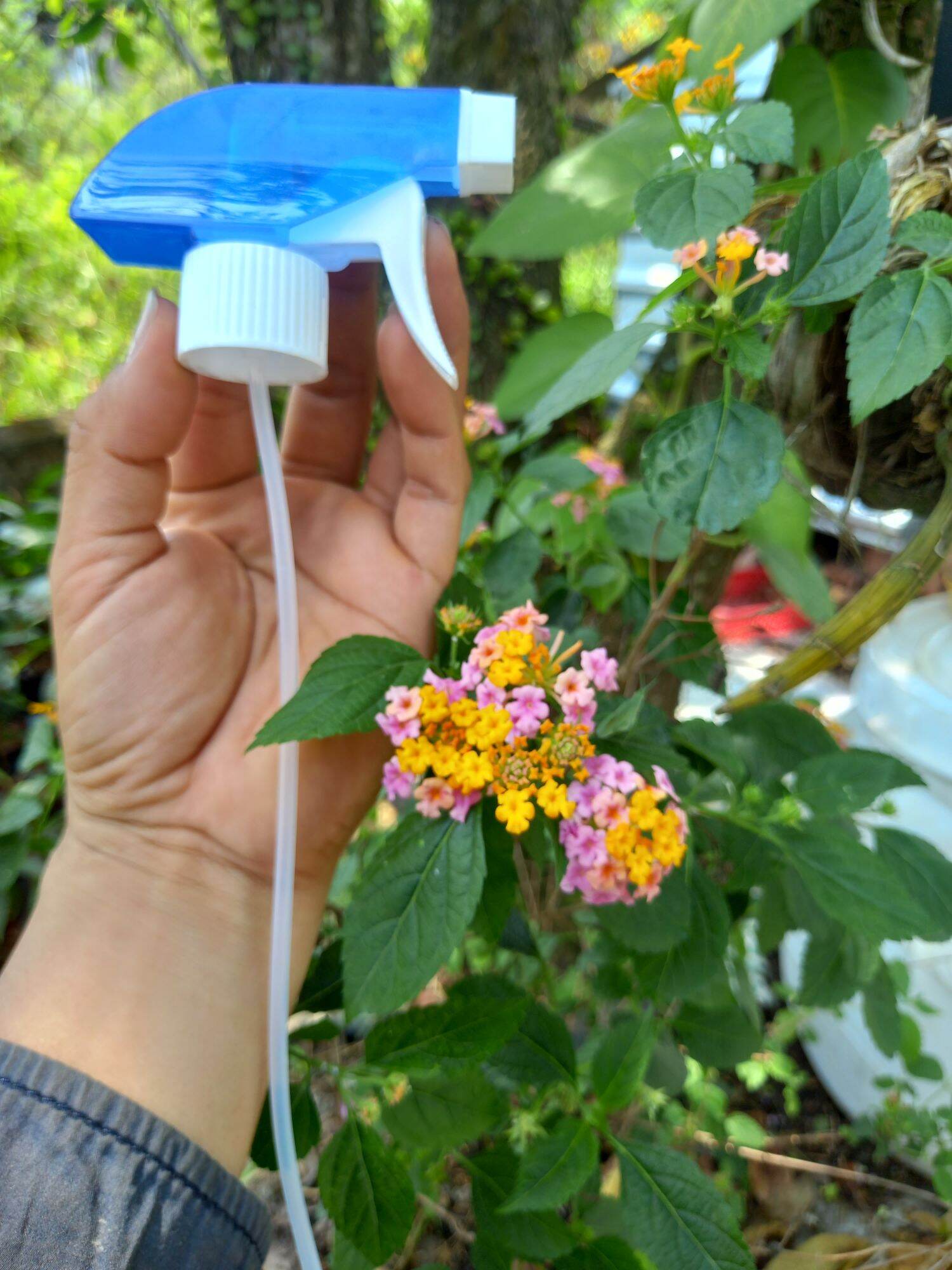 Thuốc diệt muỗi  trong  bệnh viện