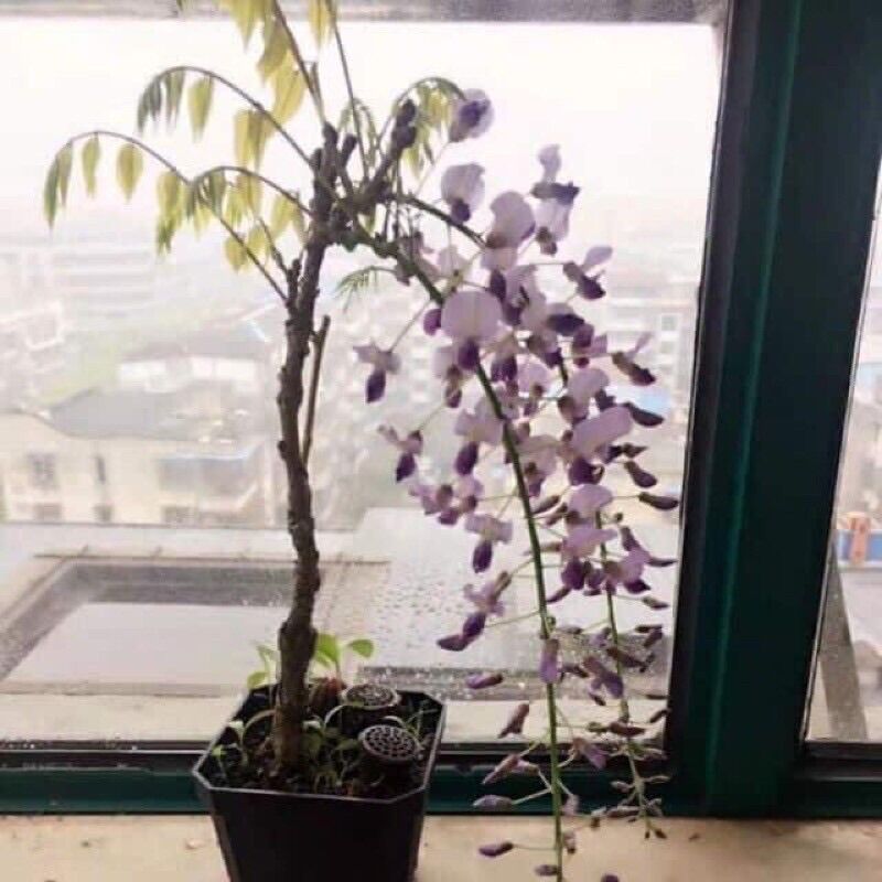 Cây Tử Đằng Thân Gỗ