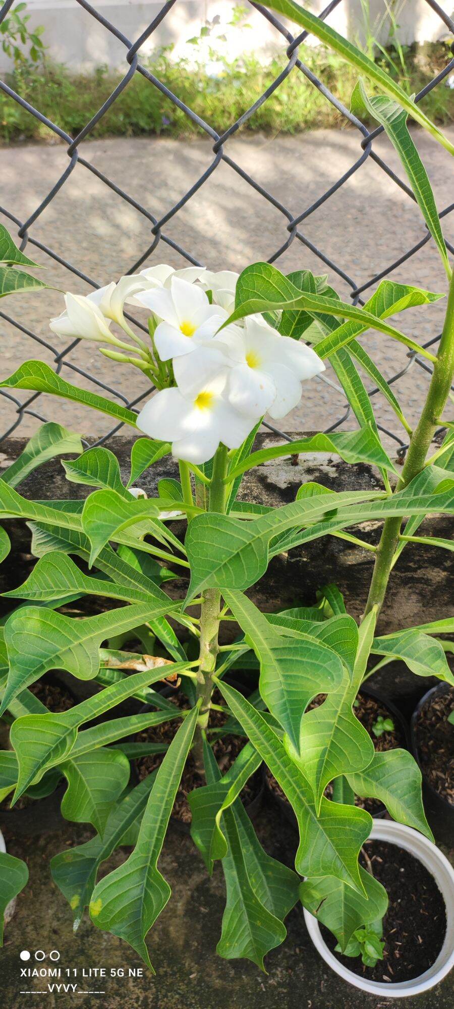 Cây sứ hoả tiễn
