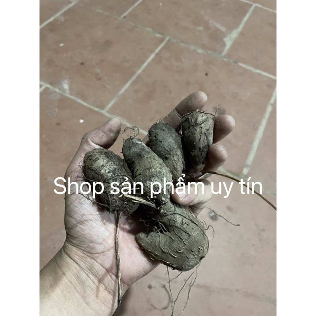 Củ mỡ tím(củ giống)