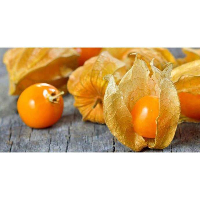 1kg cây tầm bóp khô (cây thù lù) HB193