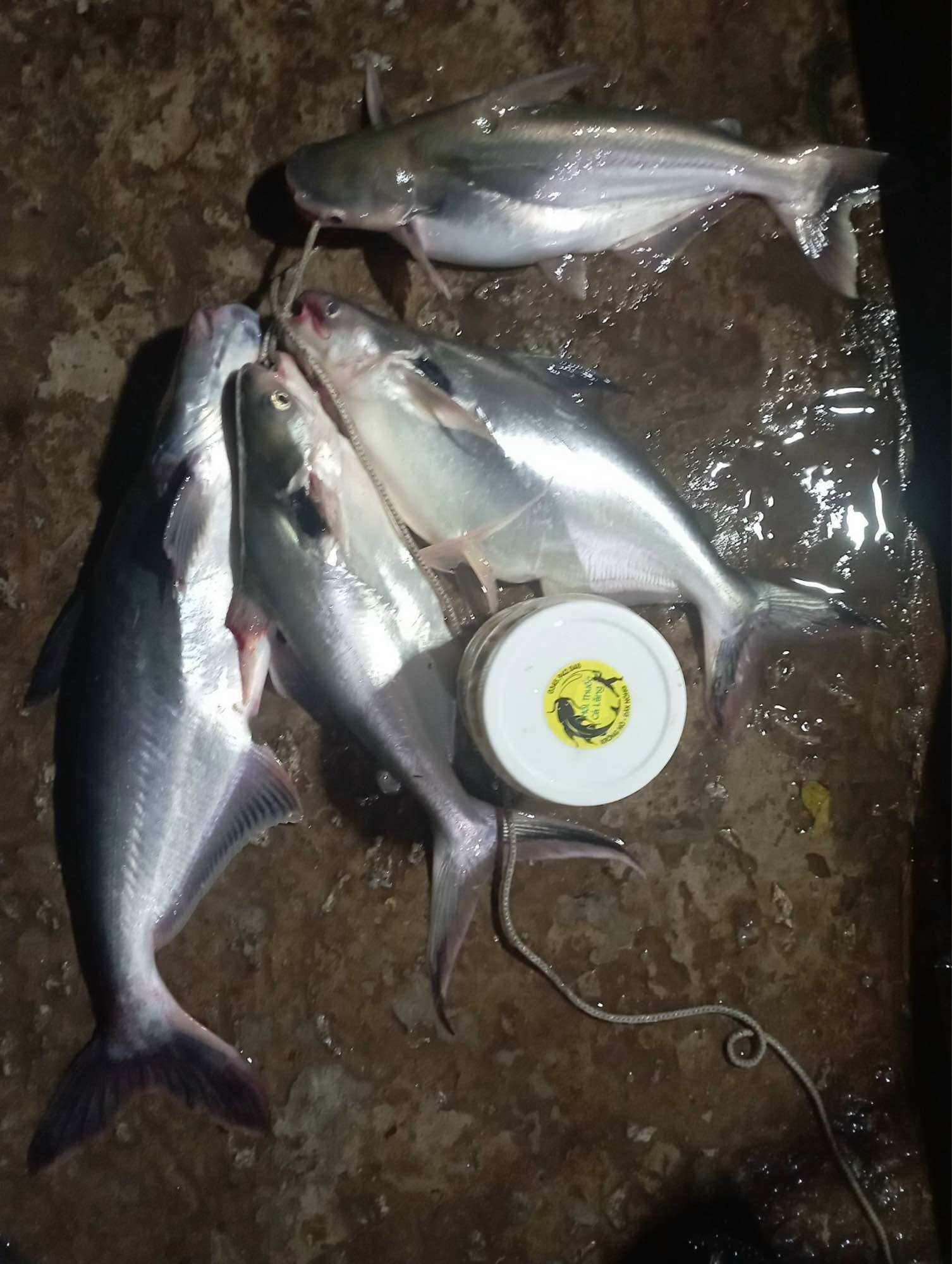 MỒI THUỐC CÁ LĂNG CÁ DA TRƠN 500G