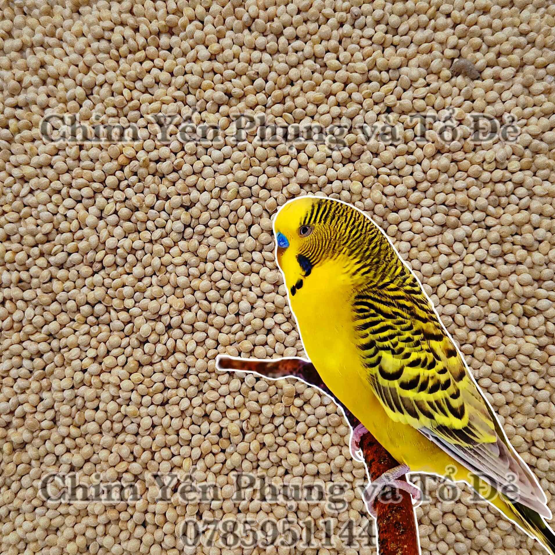 1kg hạt kê trắng - thức ăn: Chim Cảnh • Sóc • Hamster..