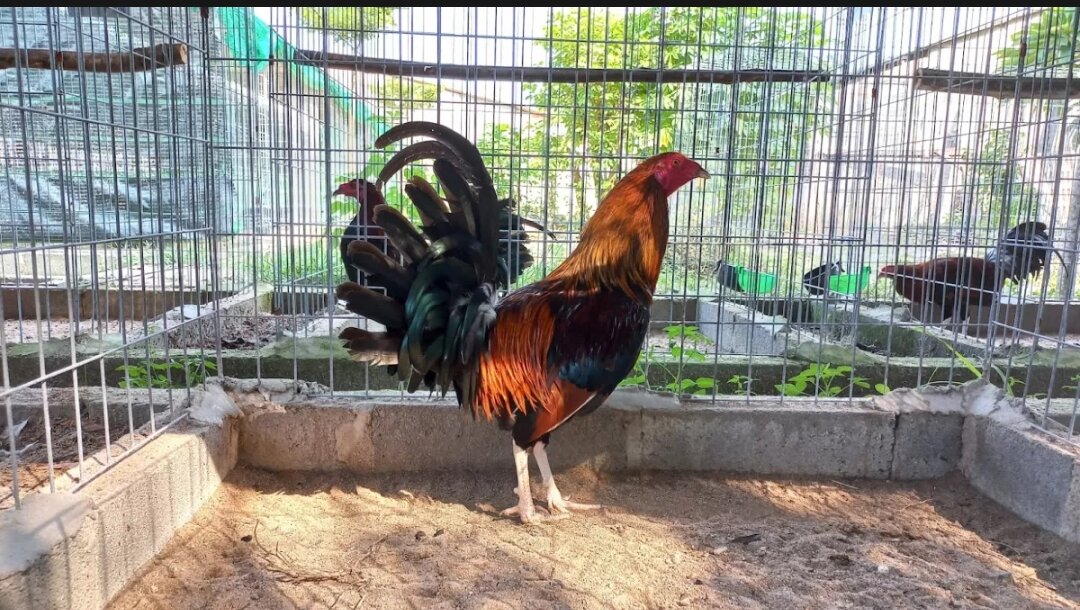 Trứng Gà NỒi MỸ Rặc 10 trứng