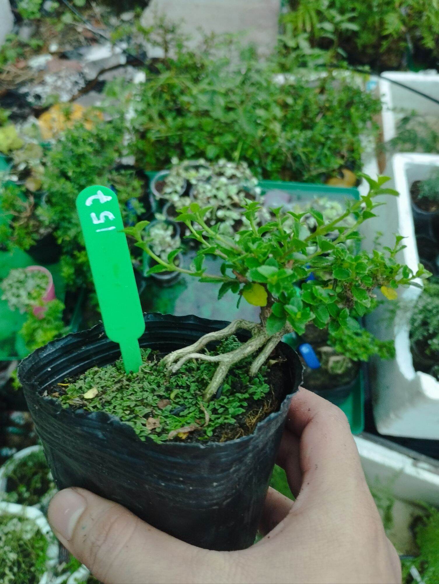 San hương mini bonsai
