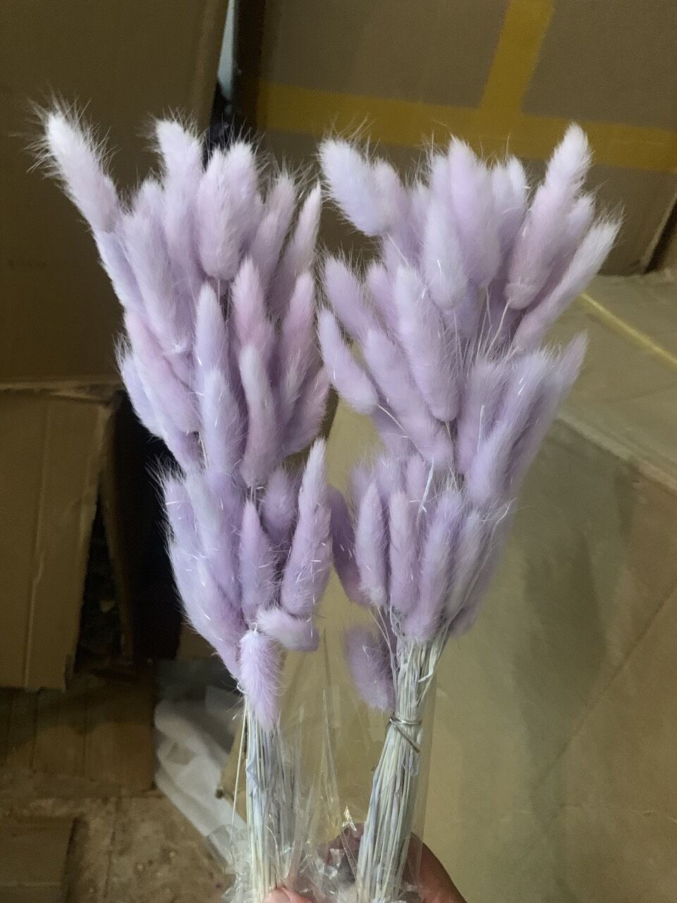 Hoa Cỏ Đuôi Thỏ Khô Trang Trí Decor (60 bông/ bó)