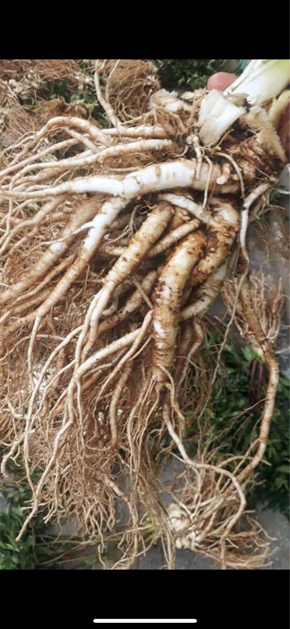 Sâm đương quy tươi Tây Bắc (150k/2kg)