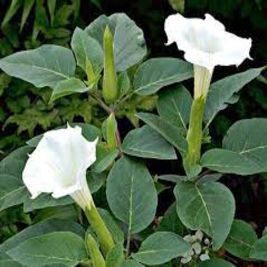 500g hoa cà độc dược khô. 0975449688