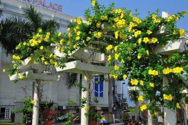 Hoa leo Hồng anh(1 bầu cây giống)