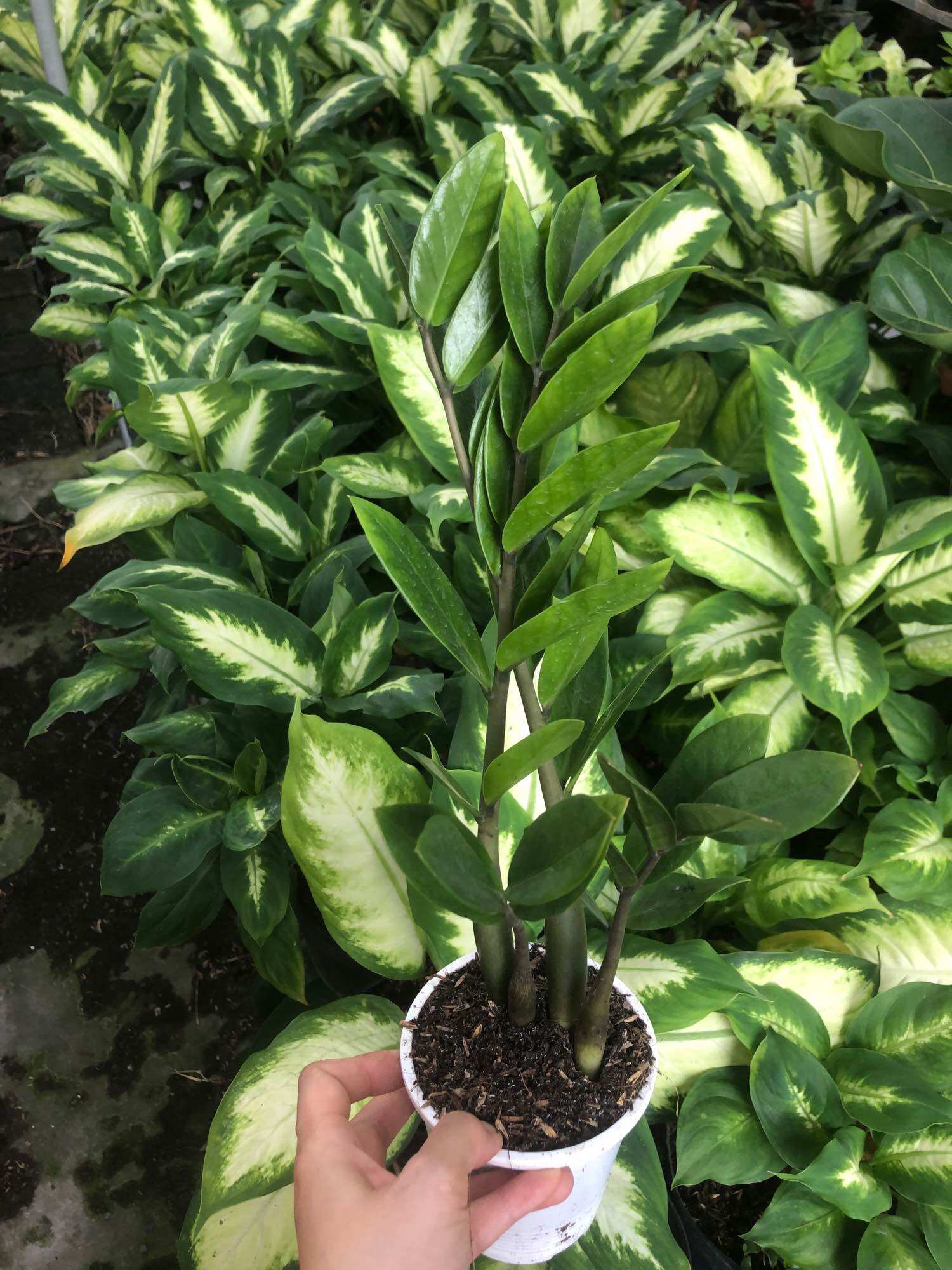Cây kim tiền mini (không bao gồm chậu)