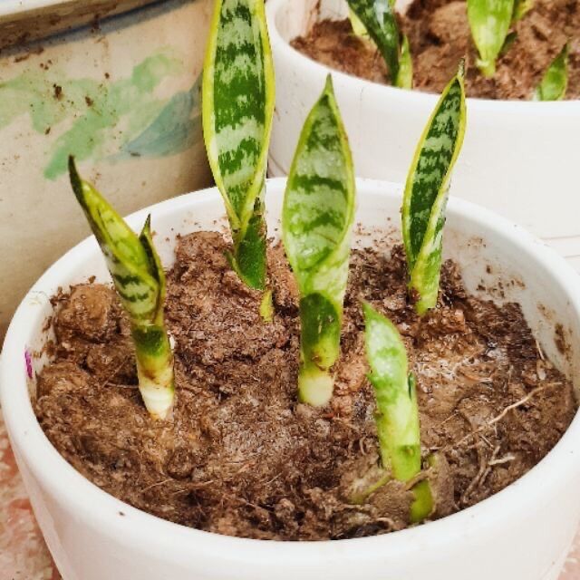 Mầm cây lưỡi hổ viền vàng hoặc xanh