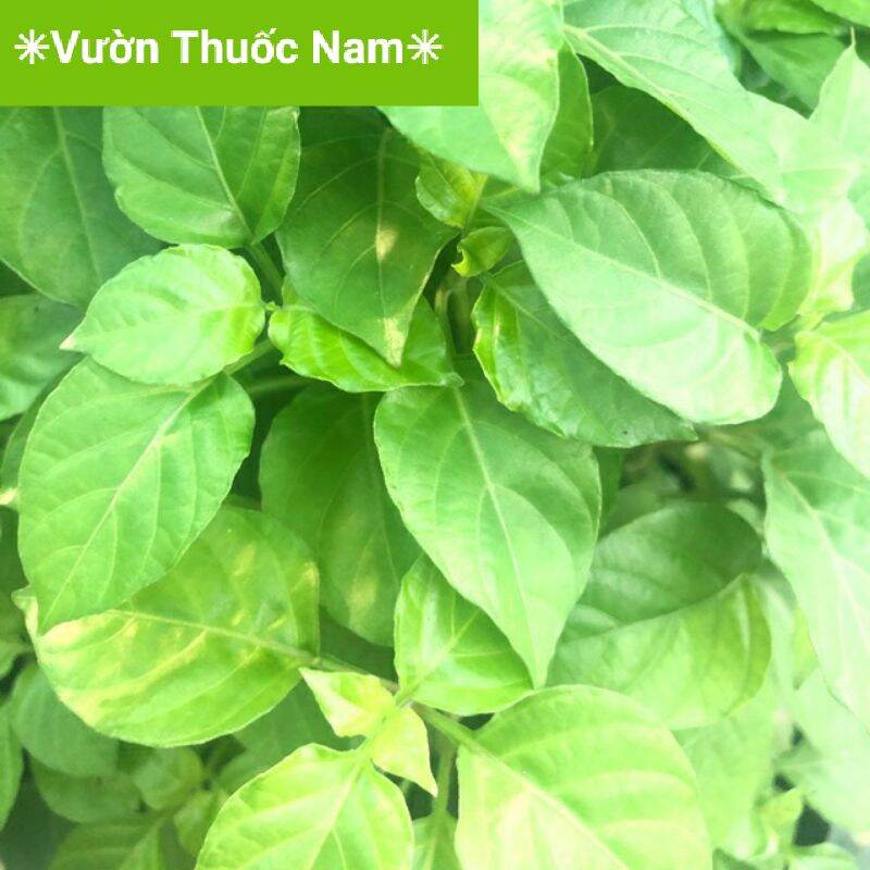 1 bầu cây rau ngót nhật làm giống