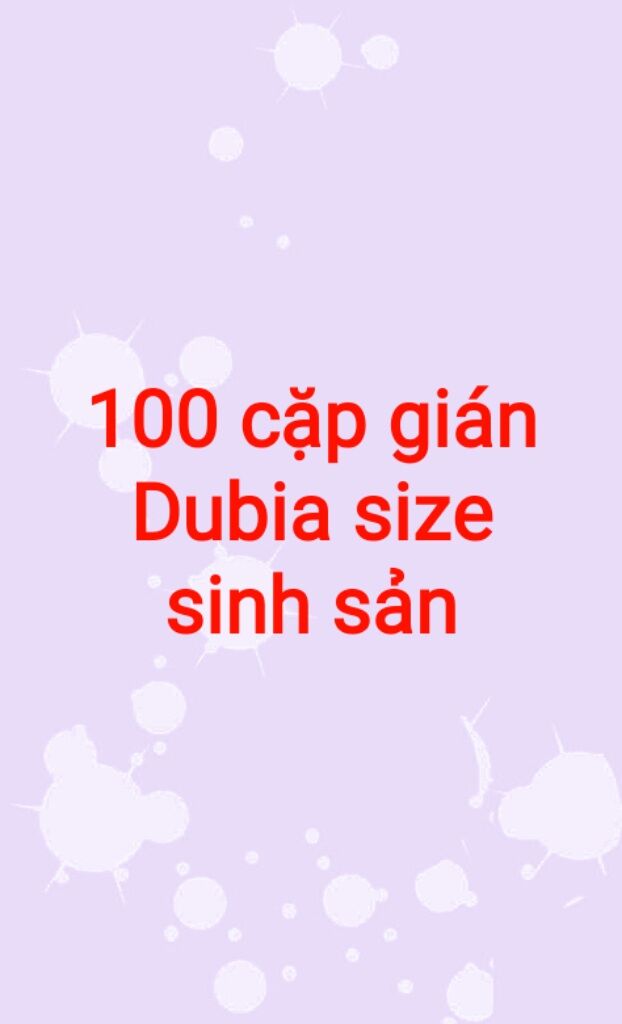 100 cặp gián dubia size sinh sản.