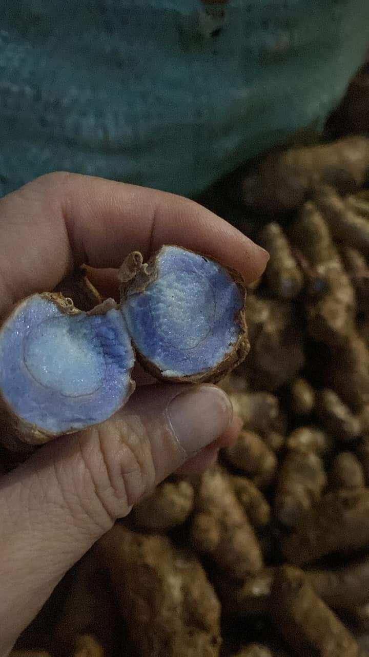 20 củ nghệ đen làm giống loại già( chưa mầm)