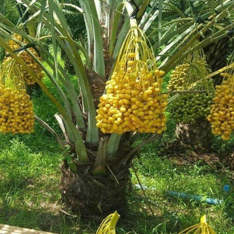 Cây Giống Sấu [CÂY THỰC SINH]