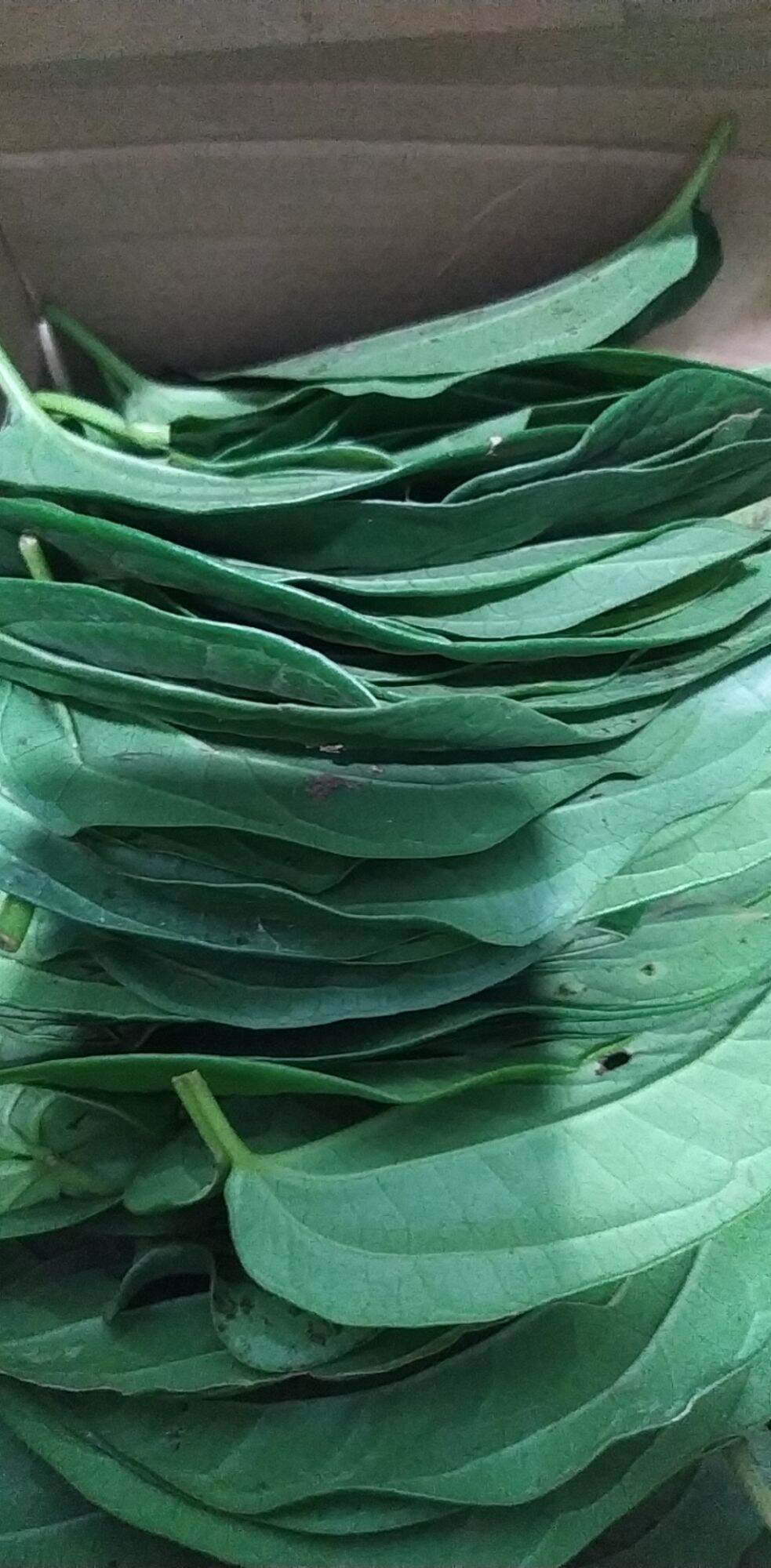 lá trầu không tươi 500g