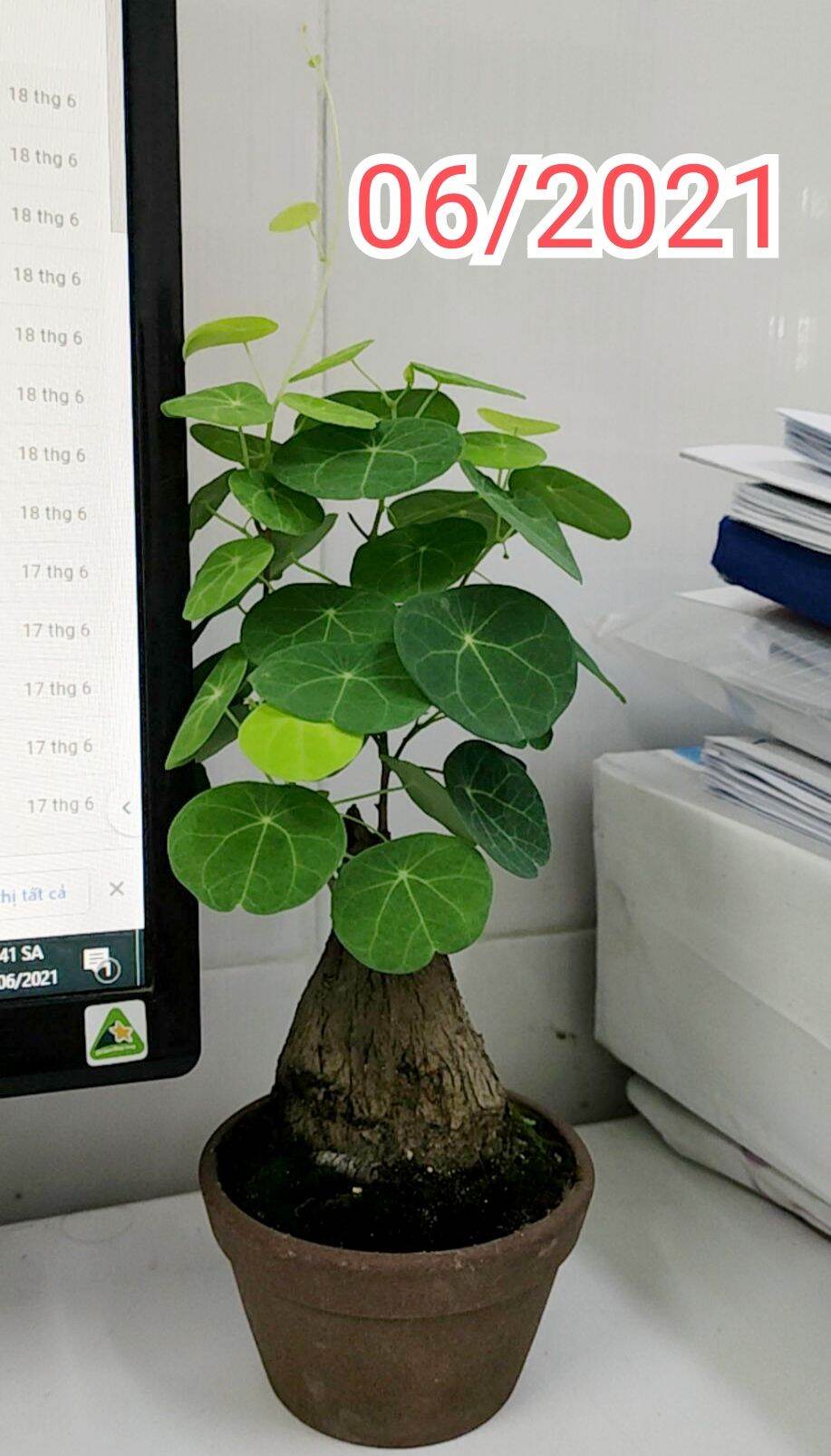 củ bình vôi, cây để bàn phong thủy