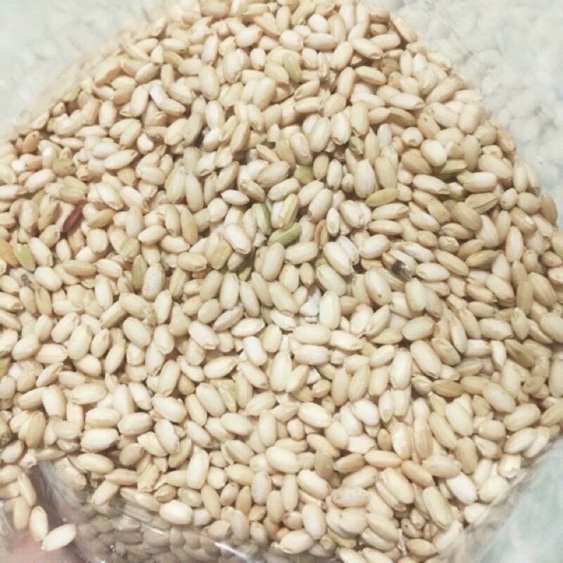 Nếp lứt bắc