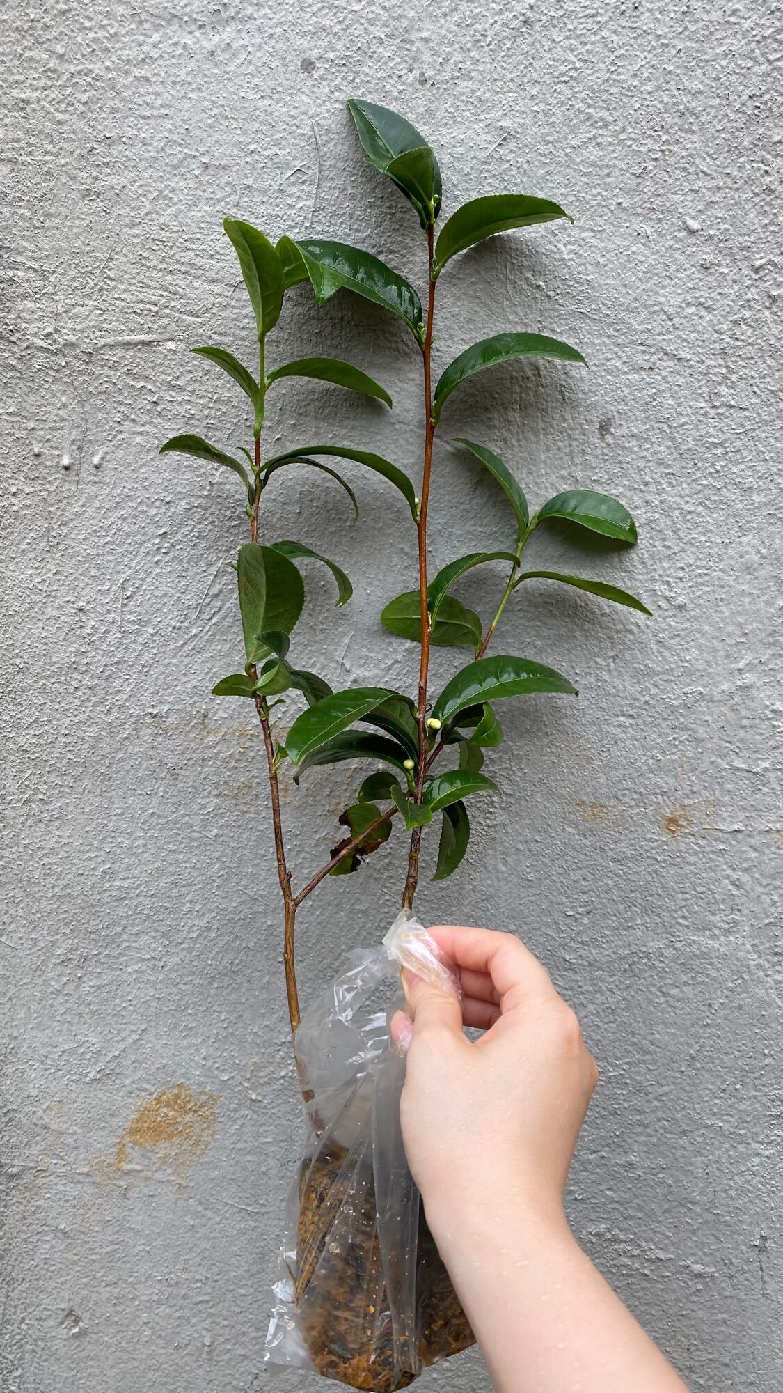 combo 2 cây chè Shan Tuyết giống