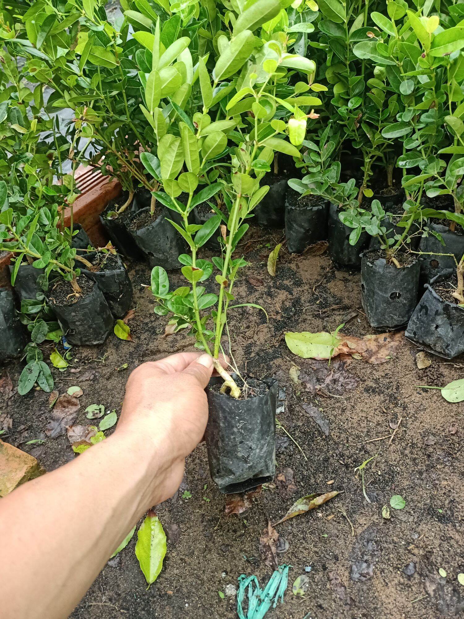 cây siro giống