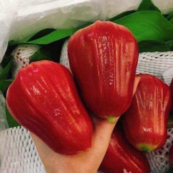 Cây giống roi đỏ an Phước (1bầu cây cao 35cm trồng chậu OK ạ)