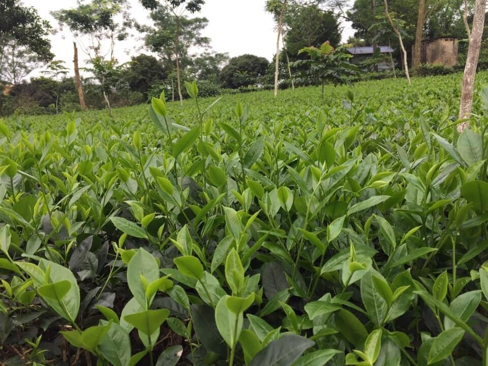 1kg trà thái nguyên