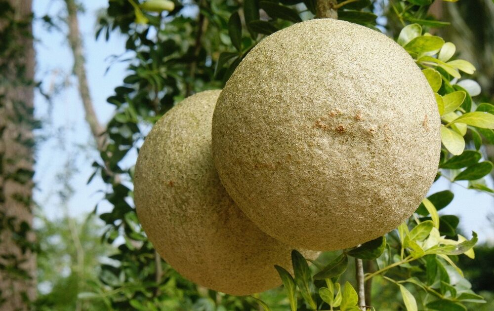 Trái Quách Miền Tây