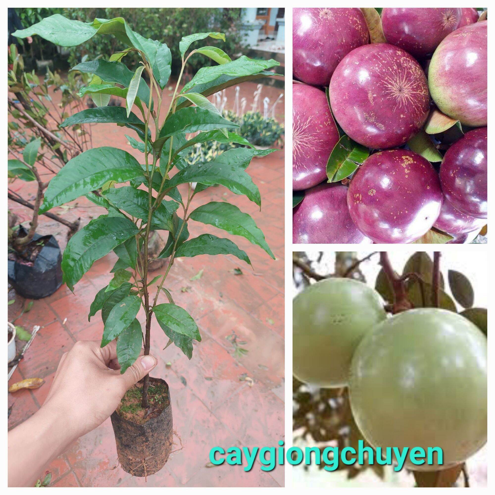 Cây vú sữa tím thực sinh